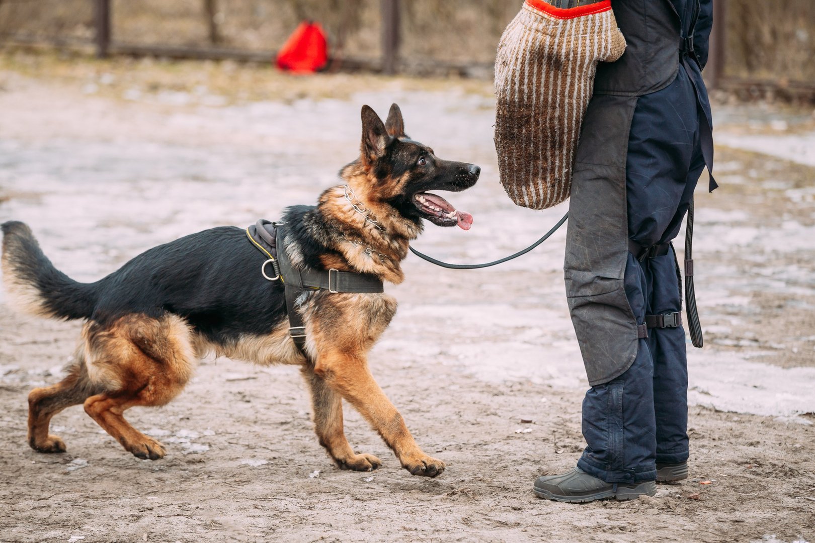 Dog Bite Attorney Dallas