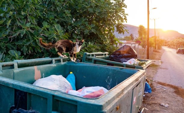 is dumpster diving illegal