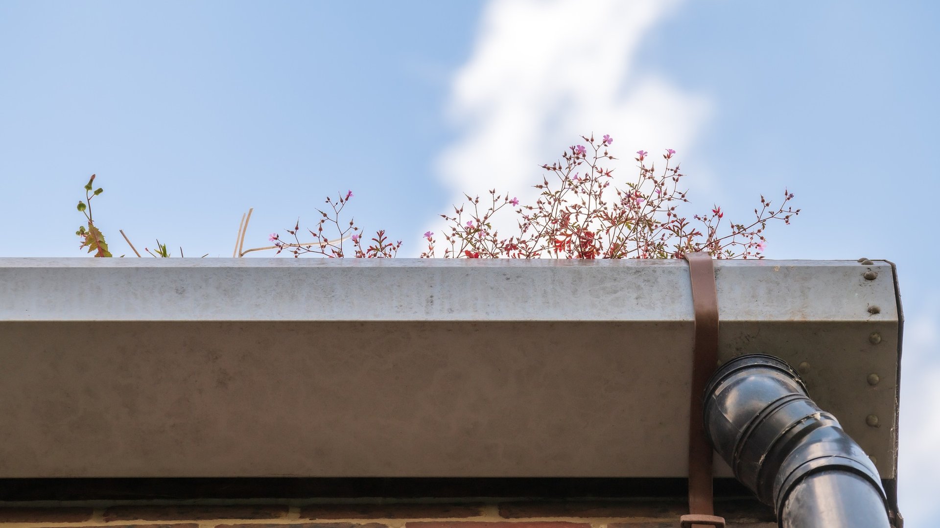 Low angle view at gutter with plants.