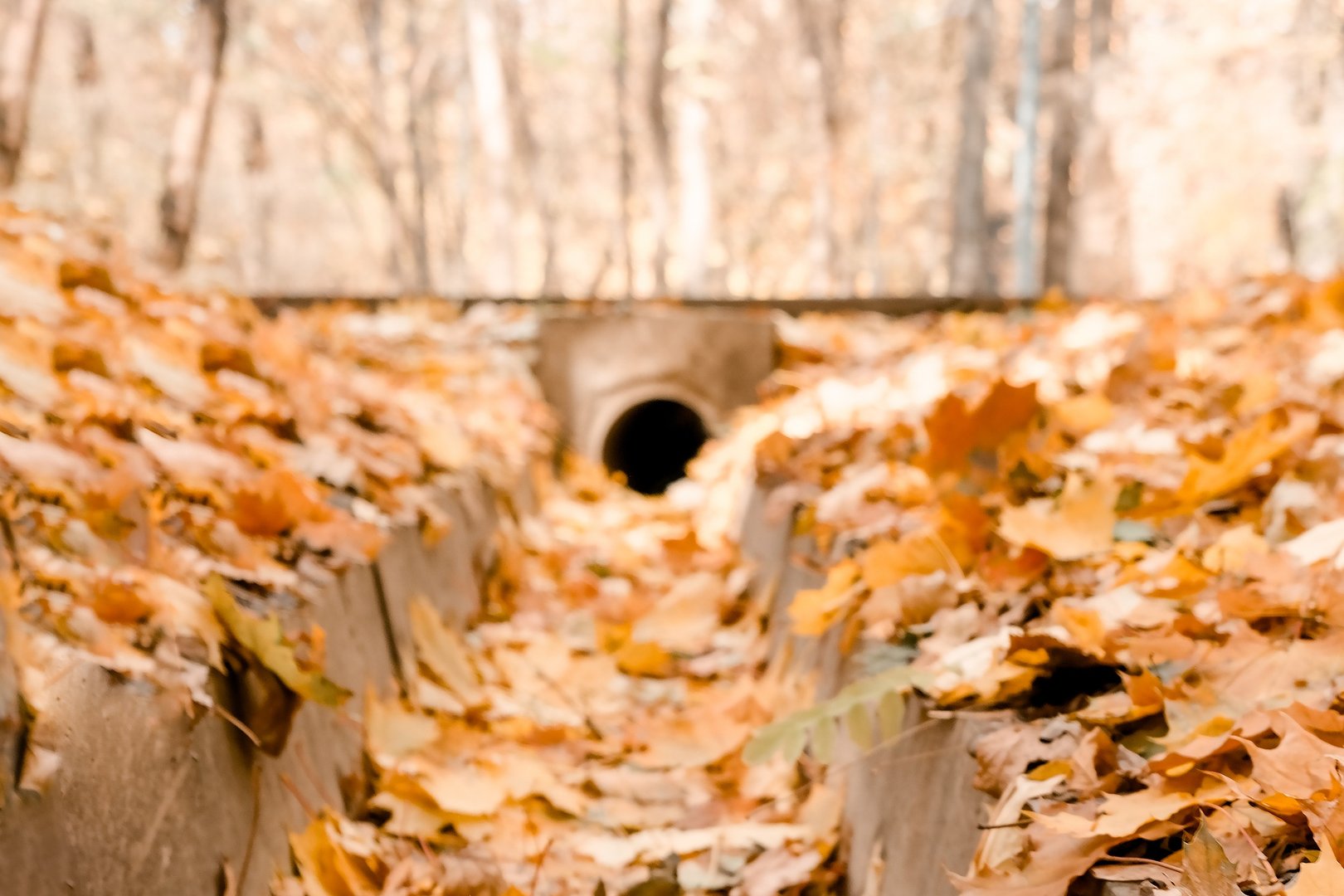 Blurred background: Colourful foliage leaves clogged in street gutter