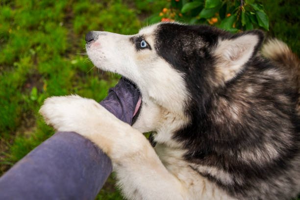 dog bite lawyer