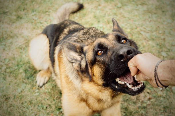 dog bite lawyer