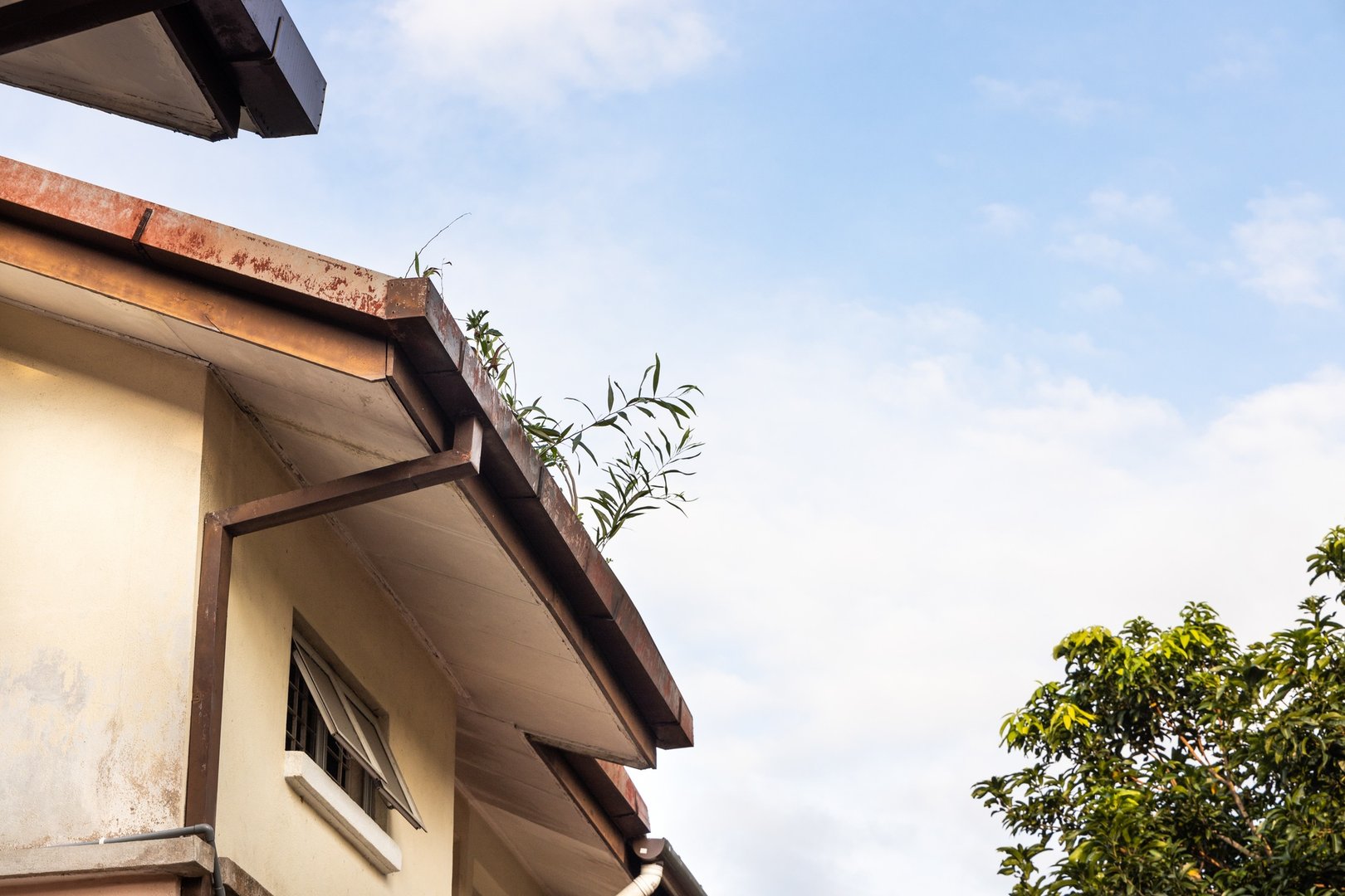Clogged roof rain gutter full of dry leaf and plant growing in it with blue sky