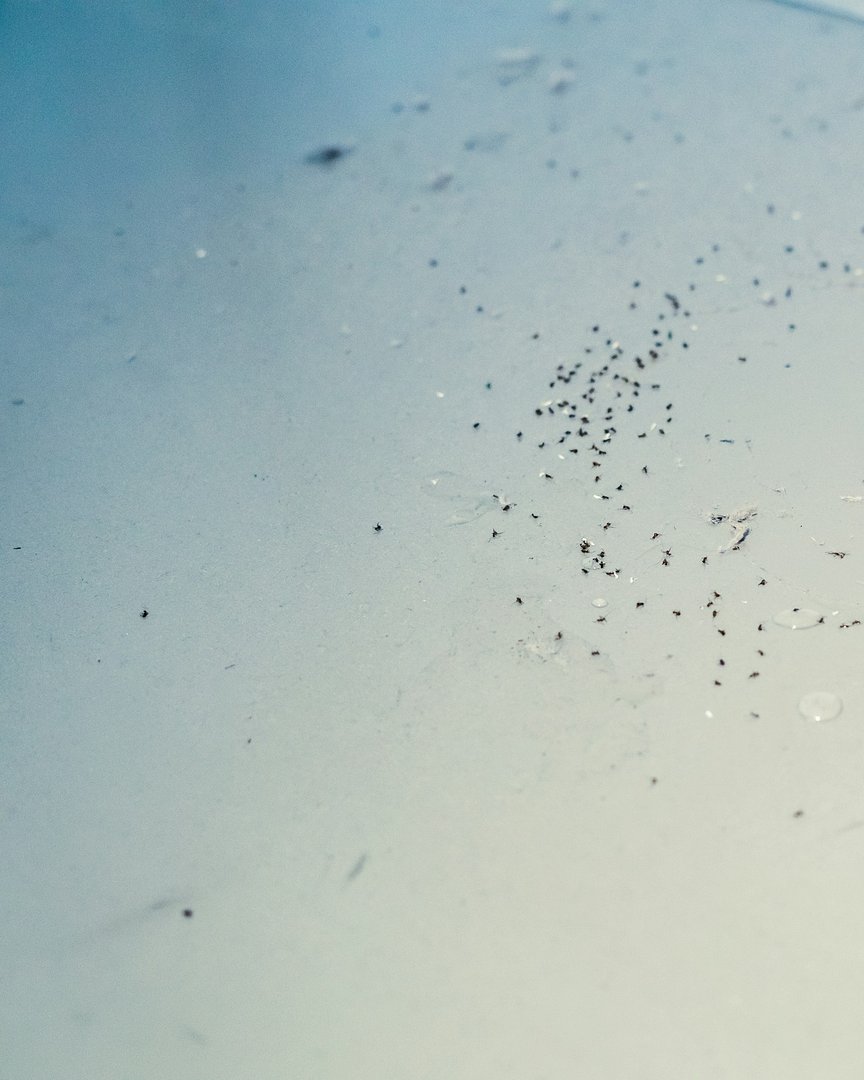 Ant Control