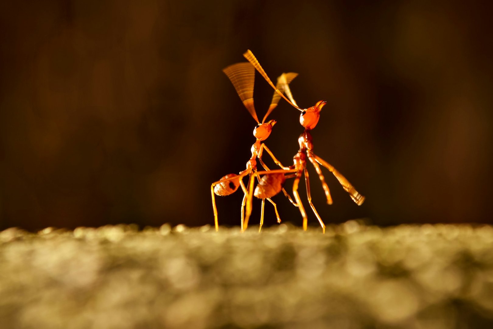 Ant Control Tips and Strategies