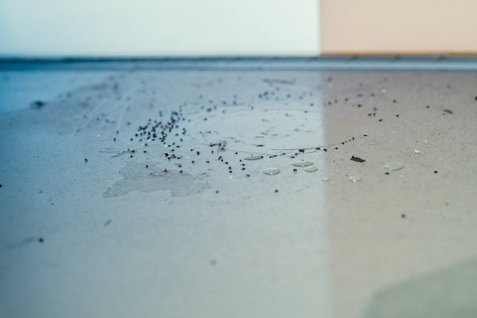 Ant Extermination Services