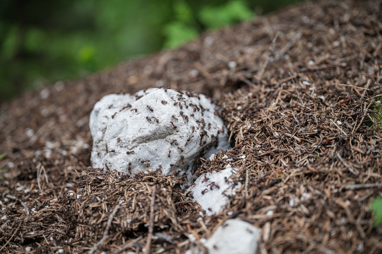 Ant-Proofing Your Home
