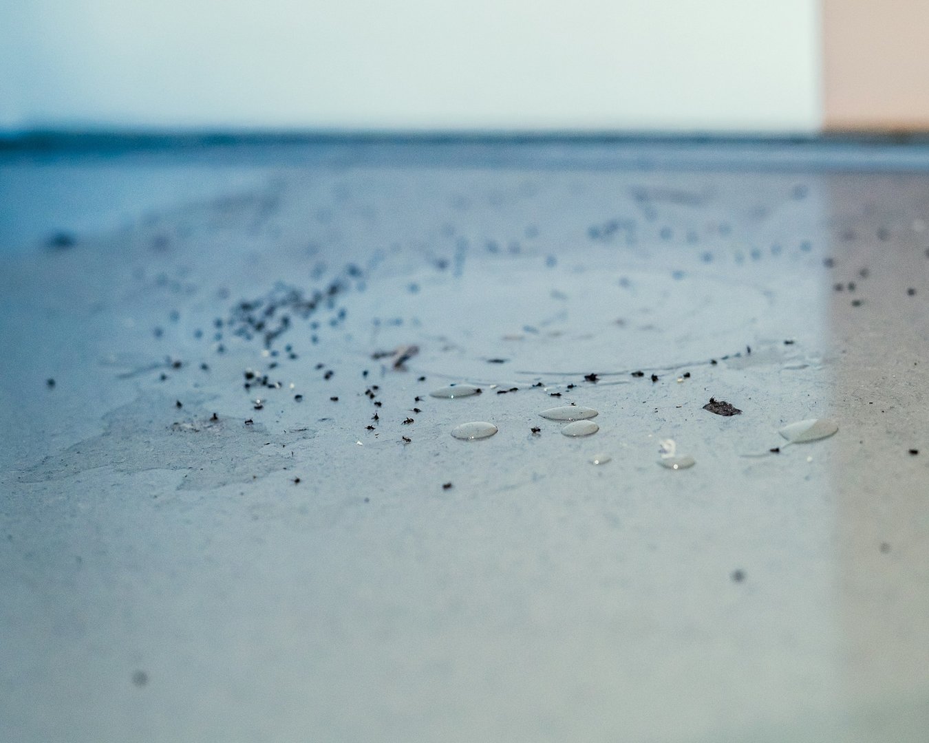 Ant-Proofing Your Home