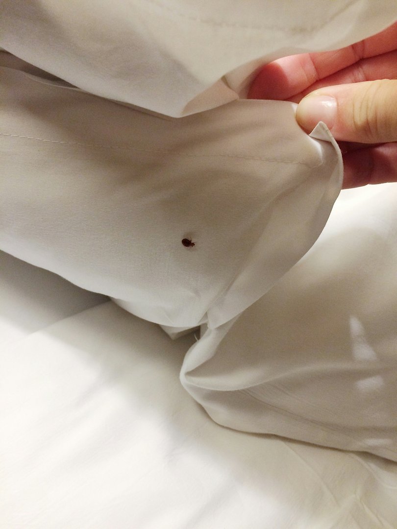 Bed Bug Extermination