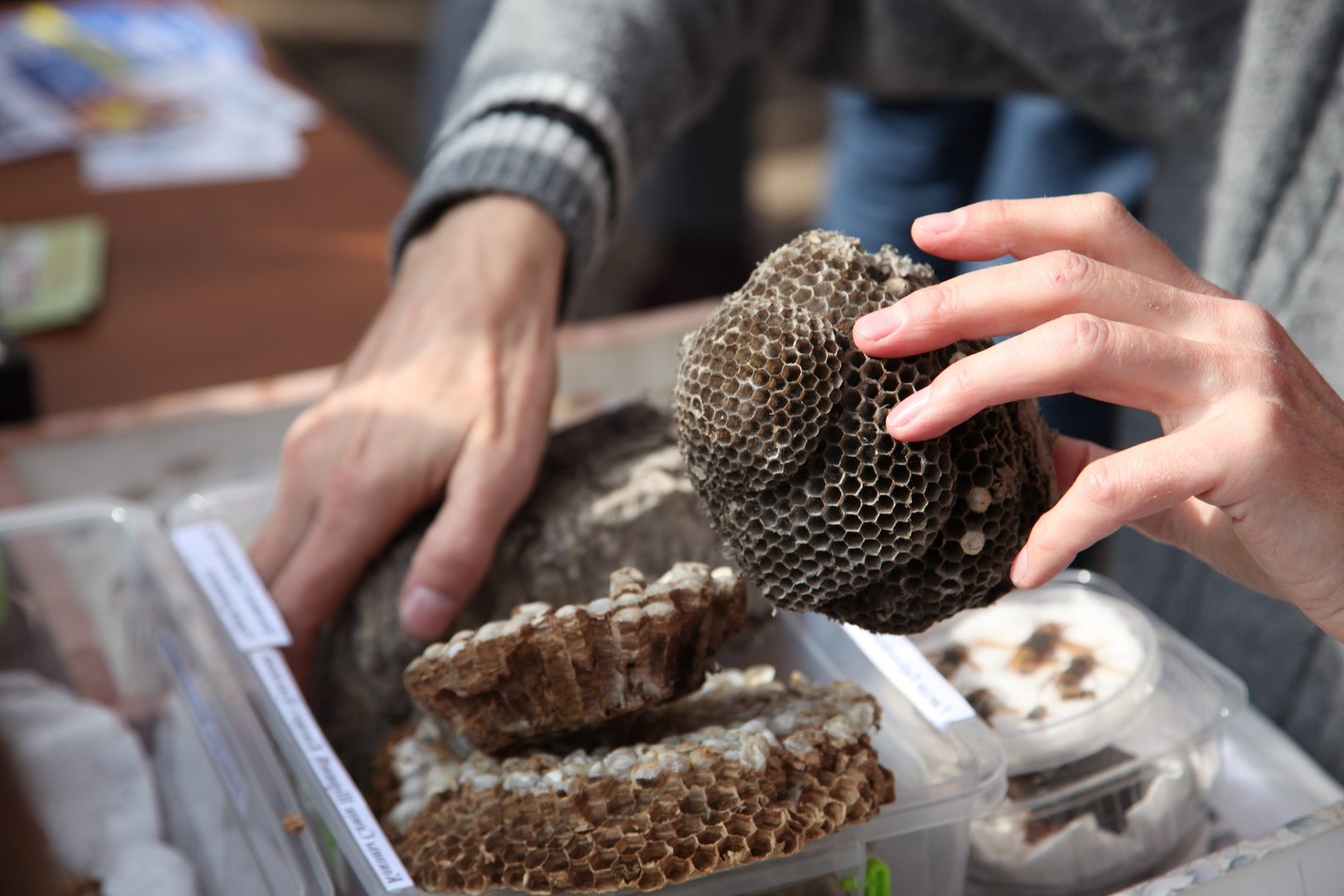 Bee and Wasp Removal
