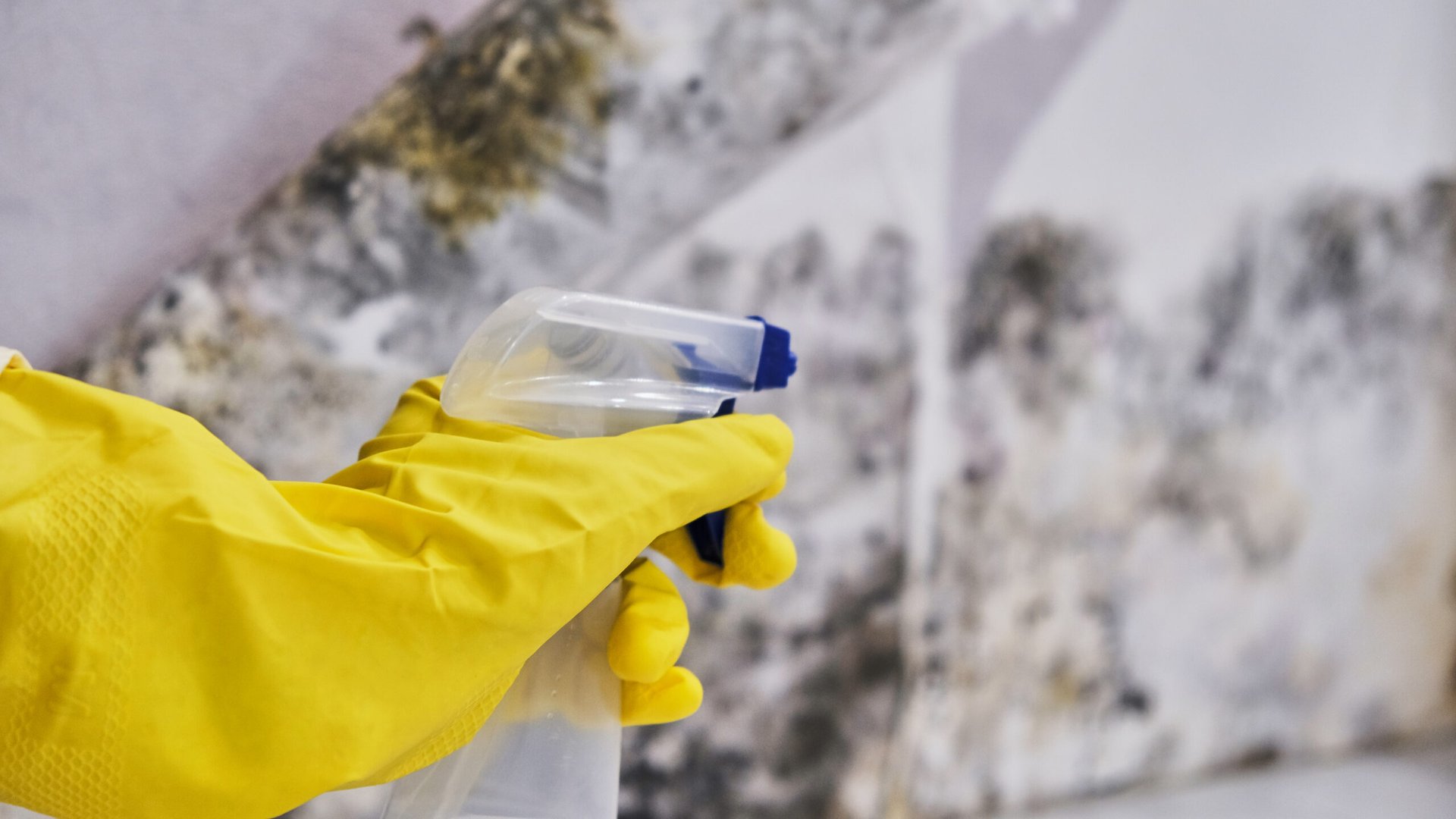 Close-up Of A Shocked Woman Looking At Mold On Wall