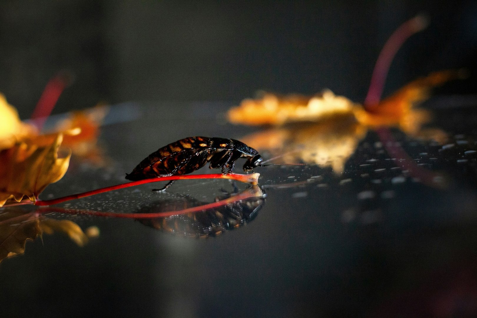 Cockroach Eradication Methods
