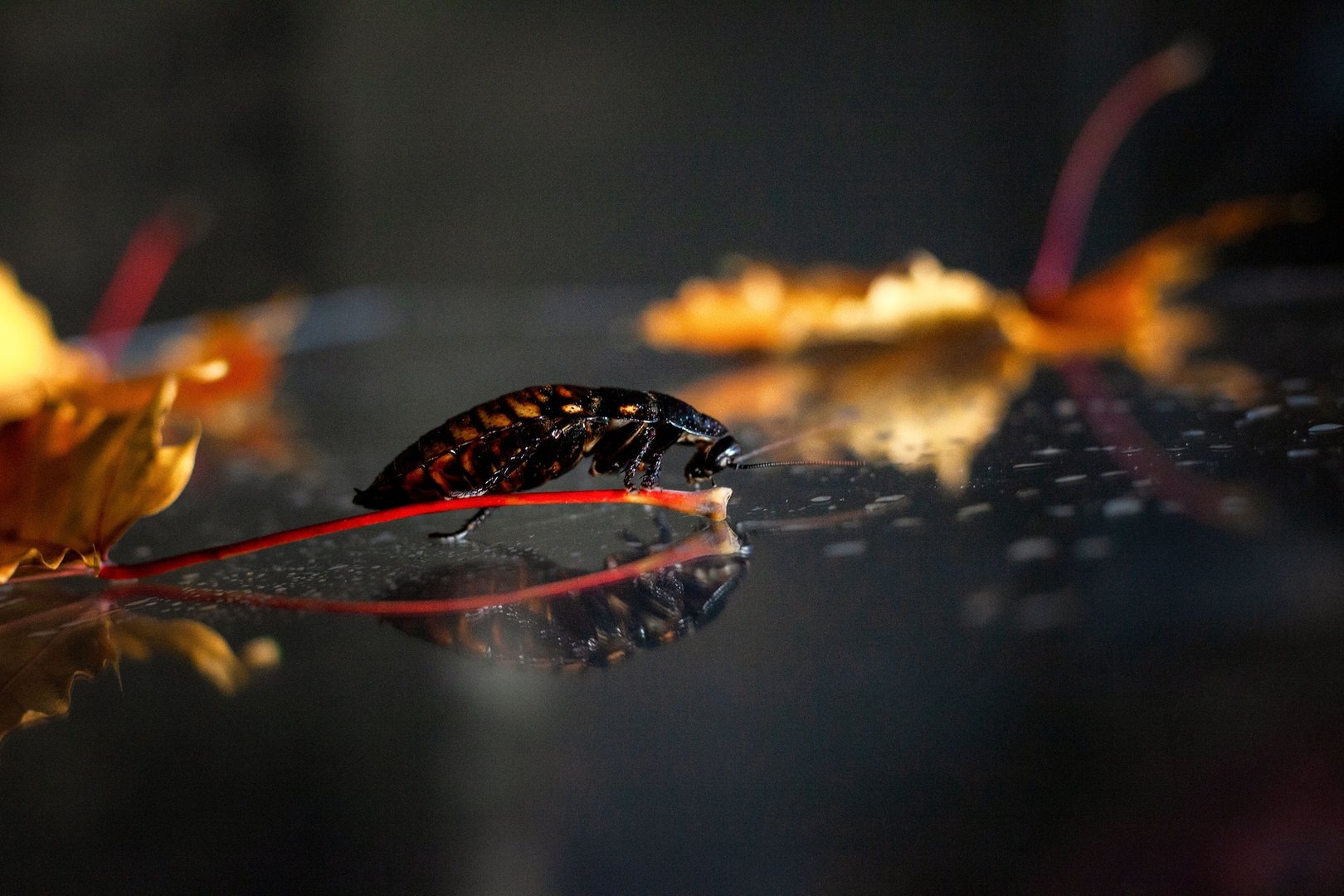 Cockroach Eradication Methods