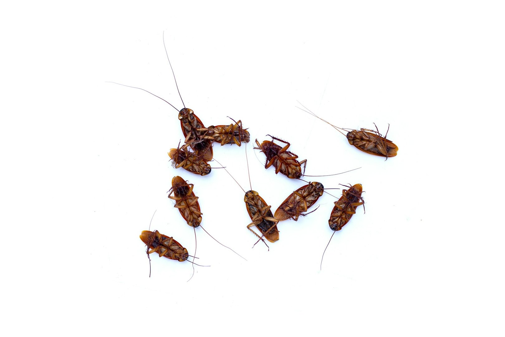Cockroach Infestations