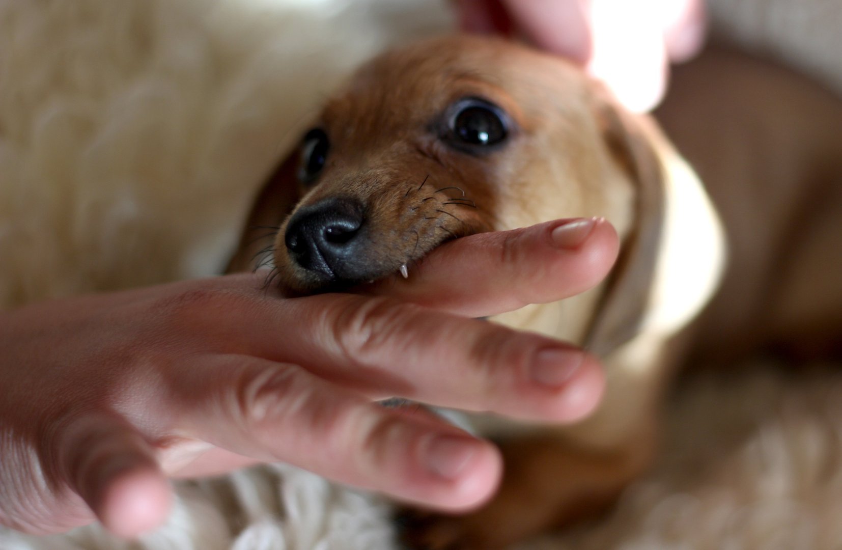 Dog Bite Attorney Dallas