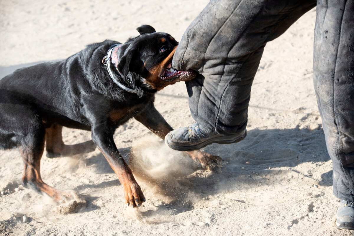 Dog Bite Victim? An Injury Lawyer Can Help