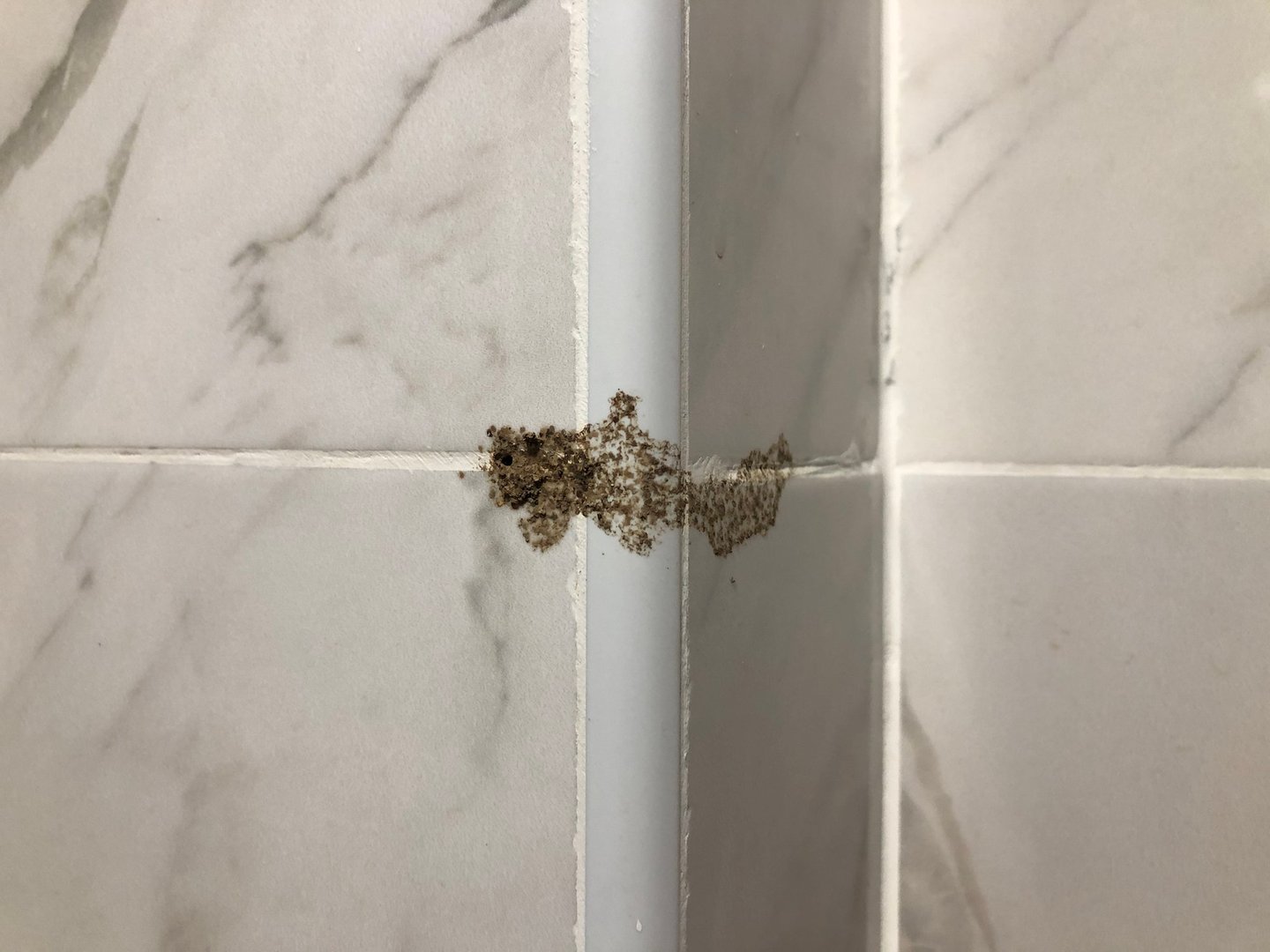Effective Termite Control