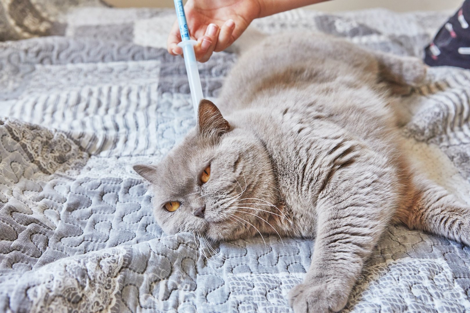 Flea and Tick Treatments