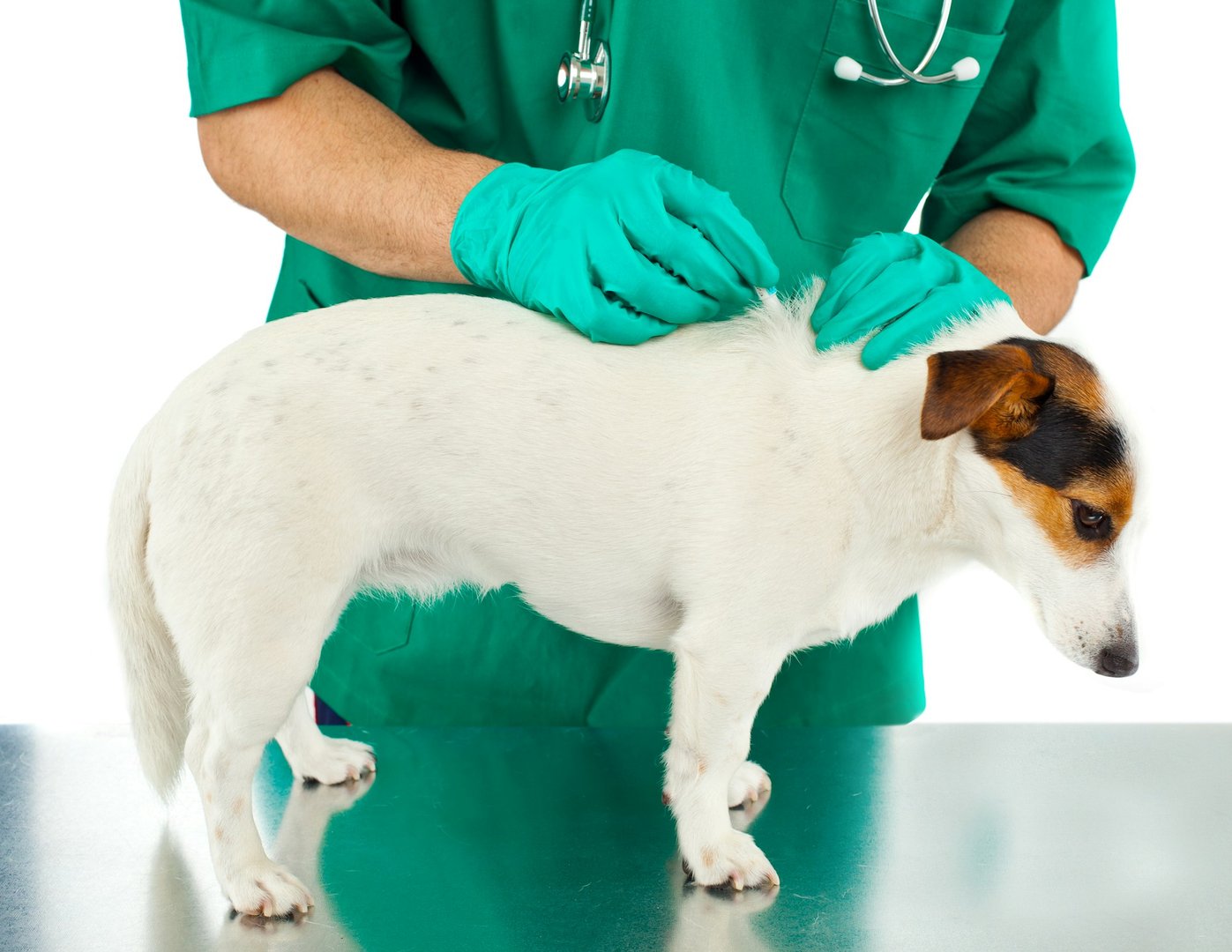 Flea and Tick Treatments