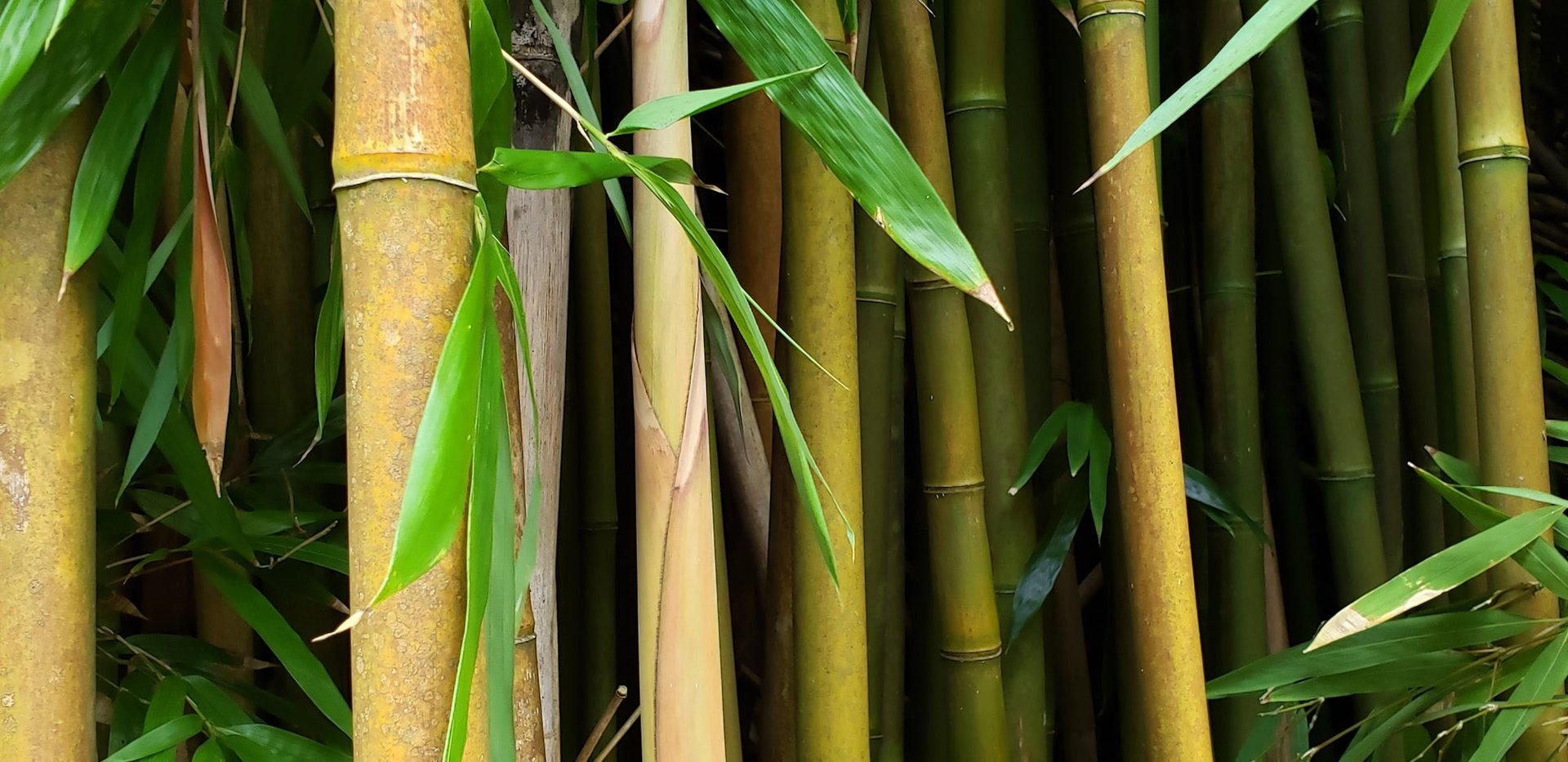 sustainable material