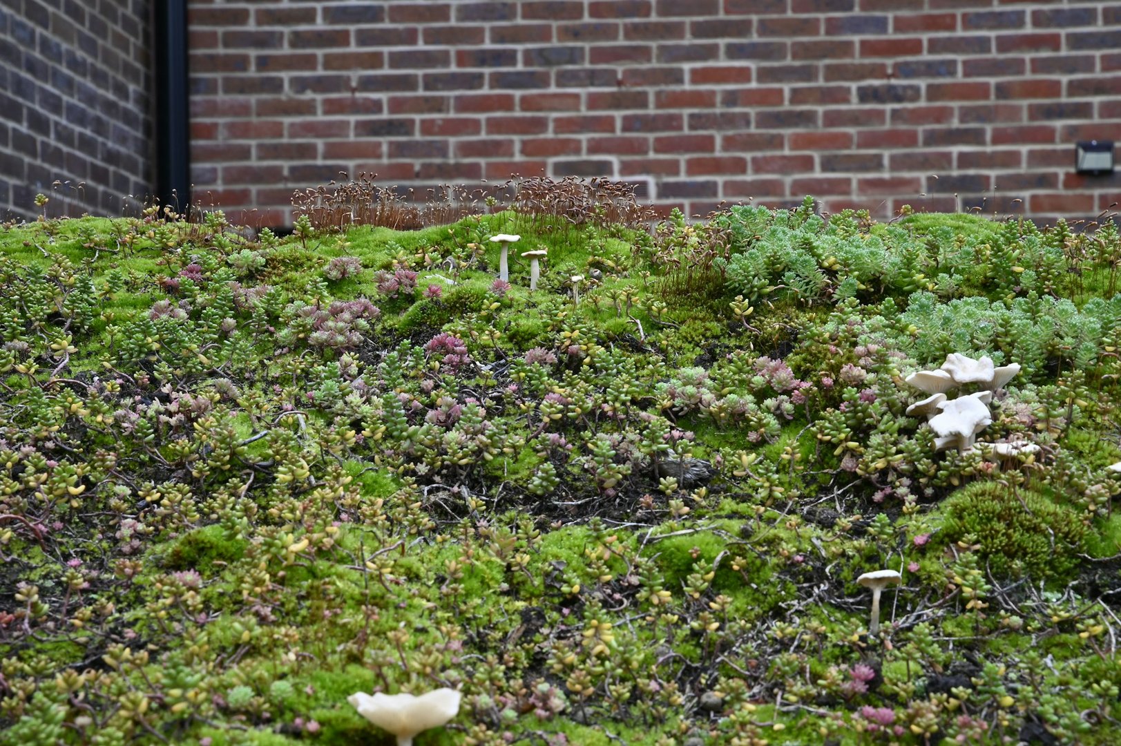 Green Roof Benefits