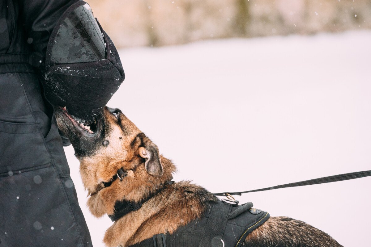 How an Injury Lawyer for Dog Bite Victims Maximizes Your Claim
