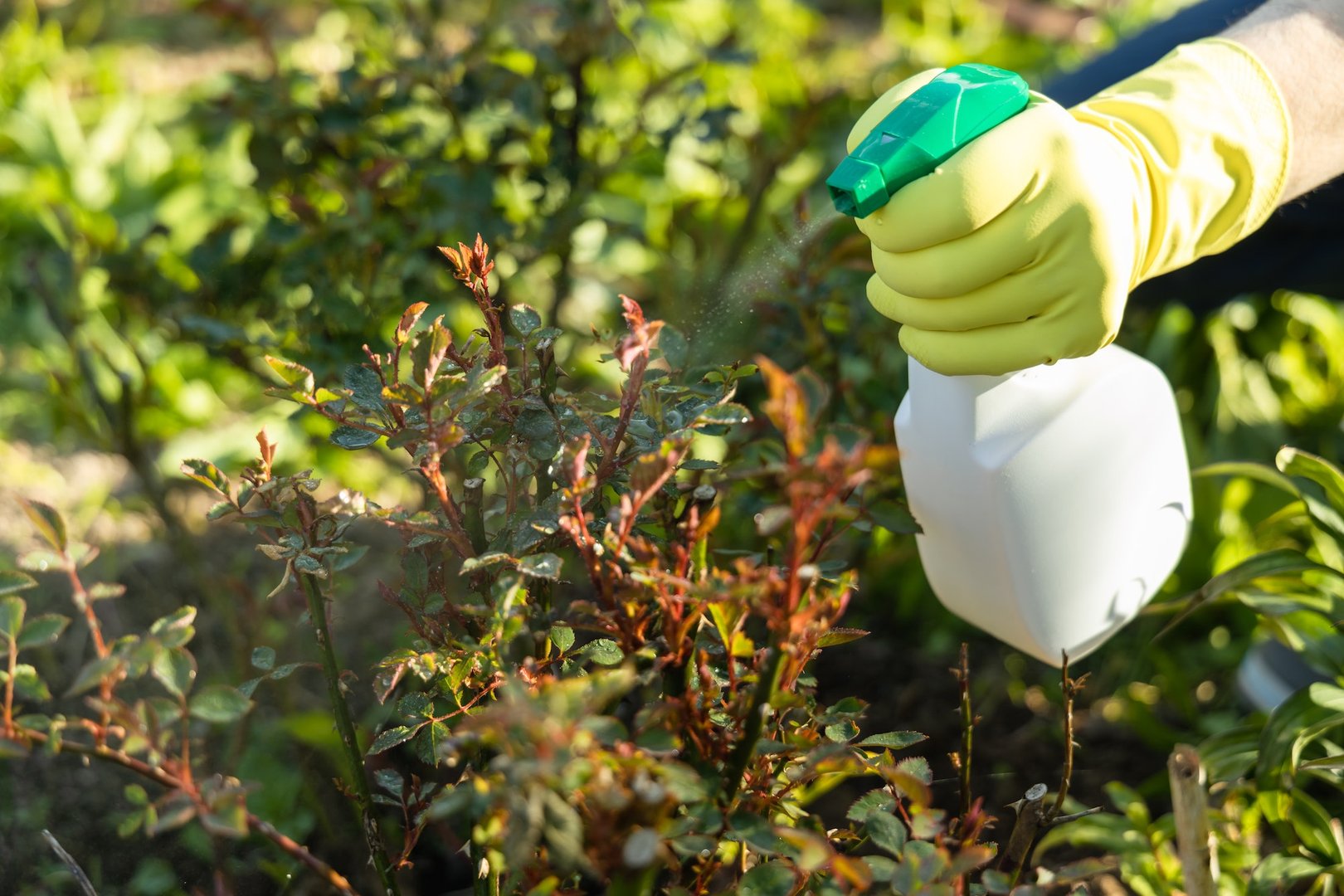 Integrated Pest Management
