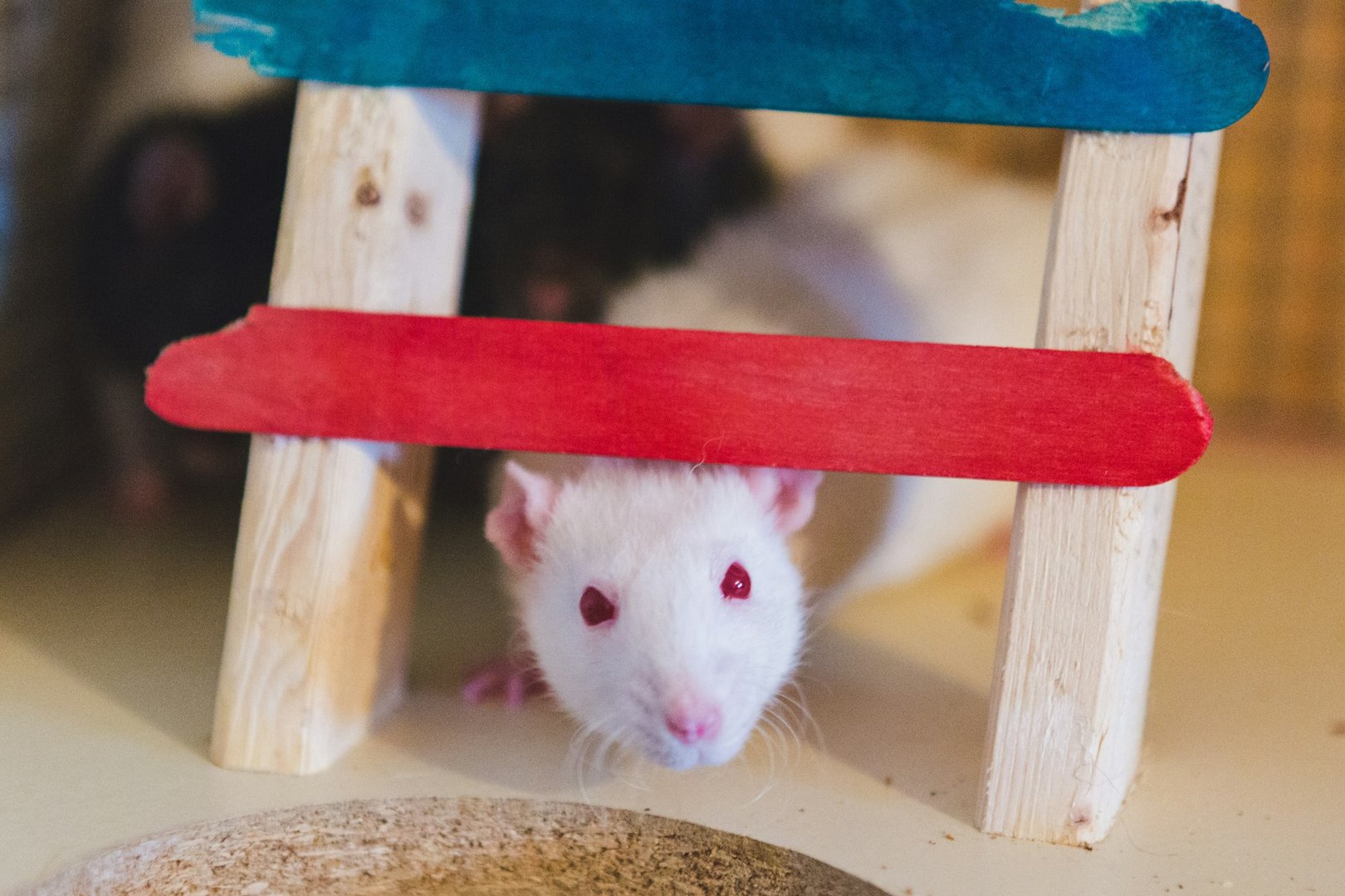 Solutions for Mice and Rat Control