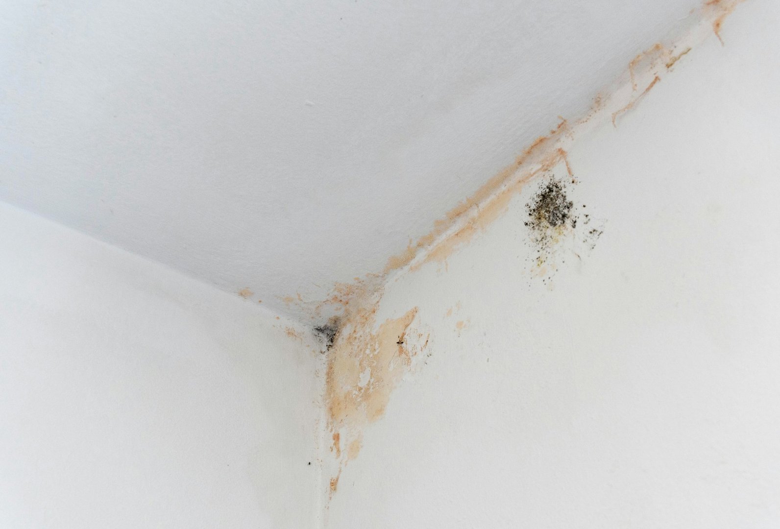 Effective Mold and Mildew Prevention