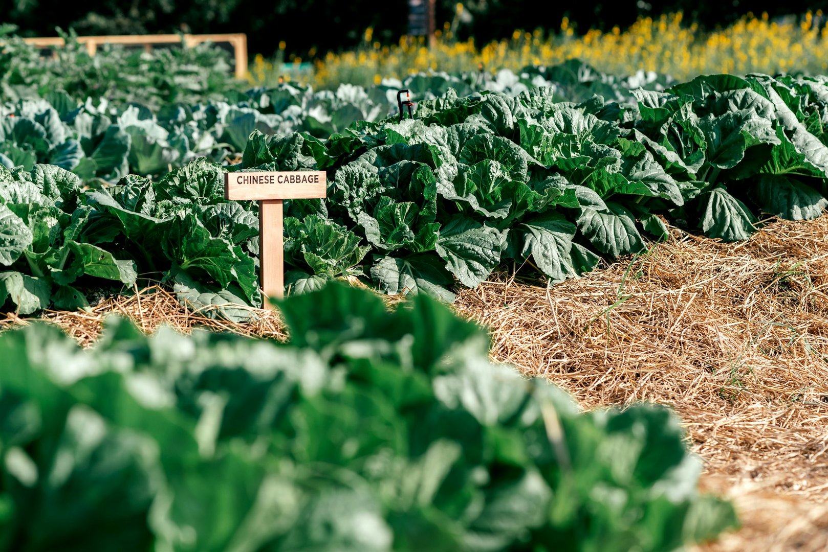 Natural Pest Prevention Methods