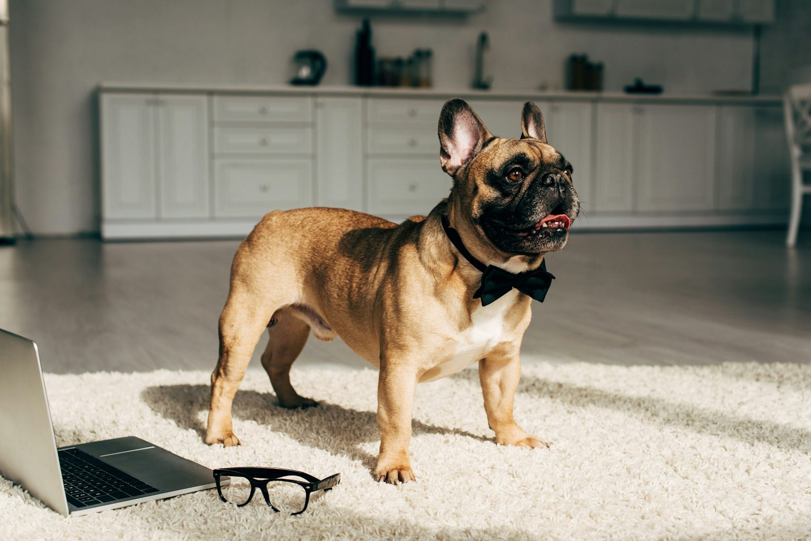 Pet Friendly Carpet