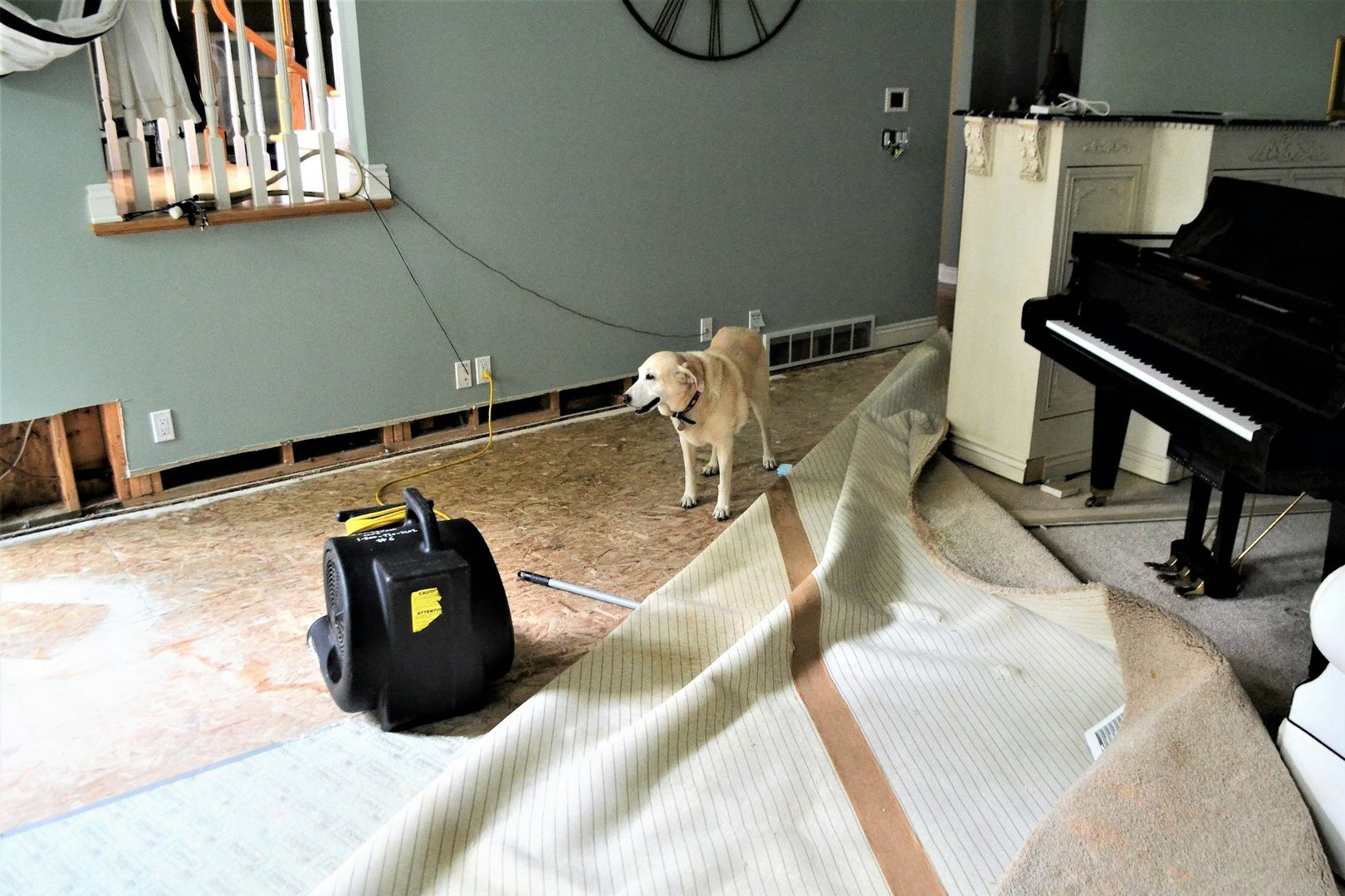 Pest Control for Water Damage Restoration