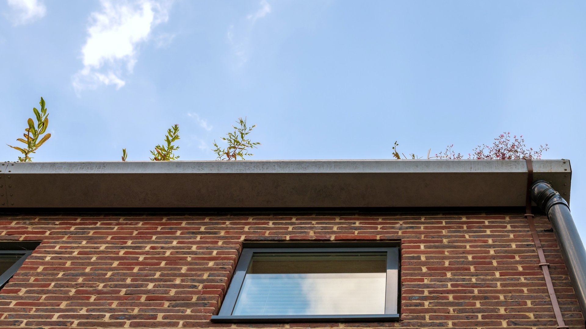 Low angle view at gutter with plants.