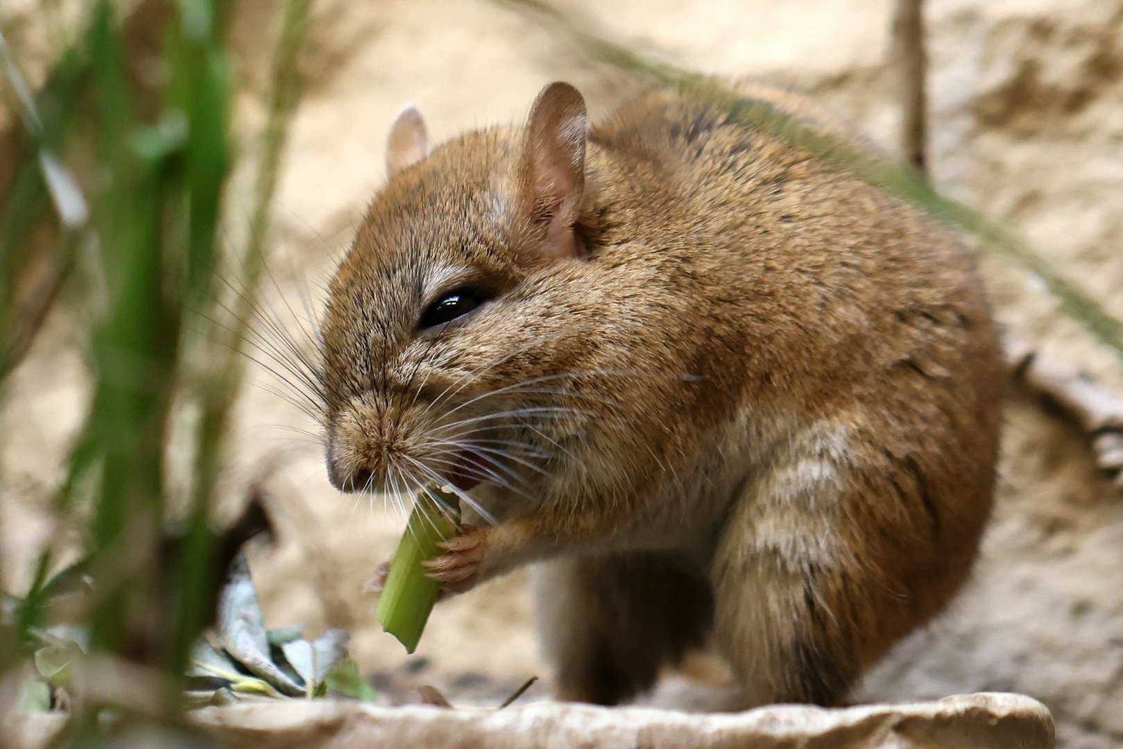 Rodent Entry Point Solutions