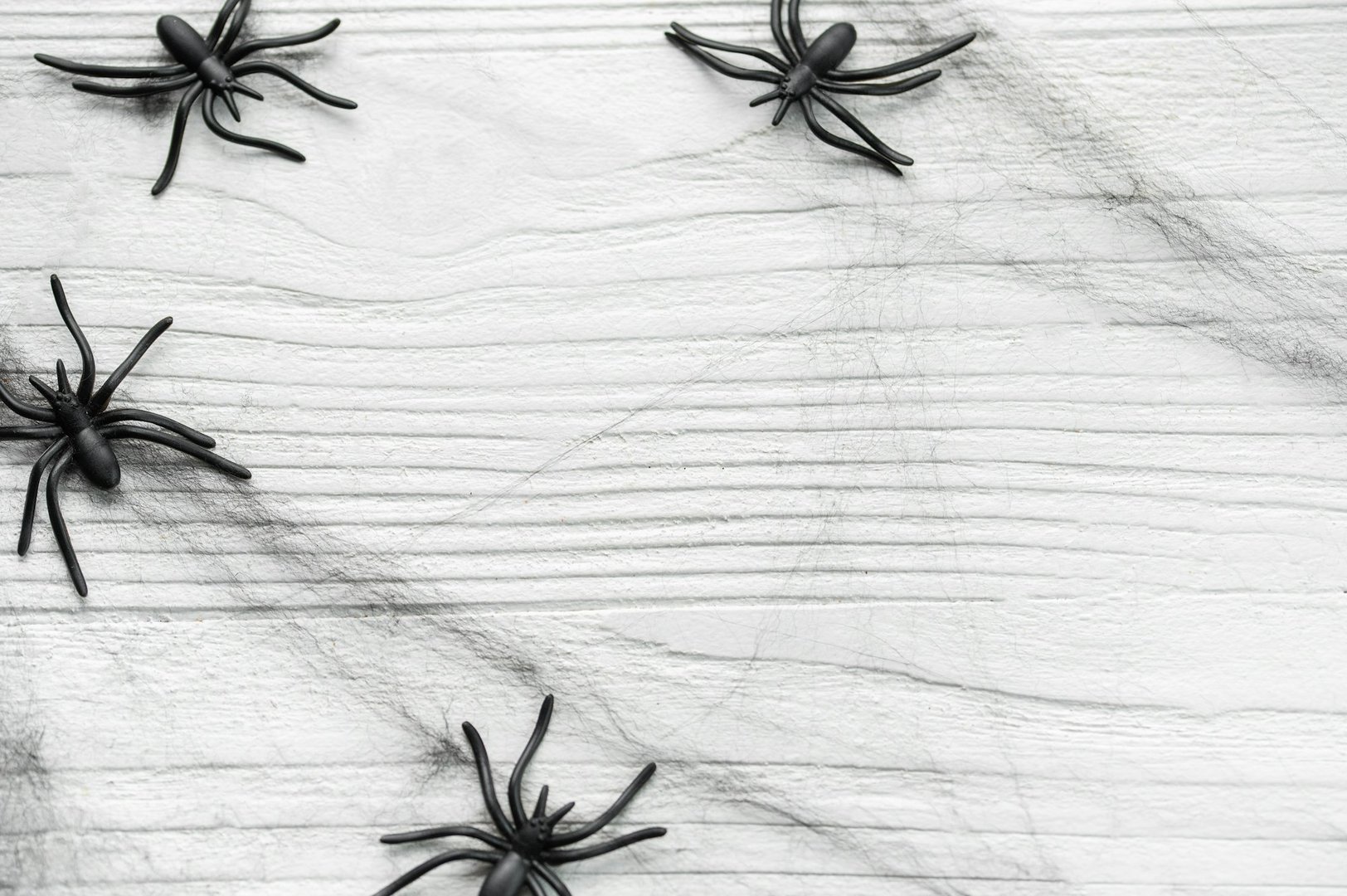 Spider Webs and Nests