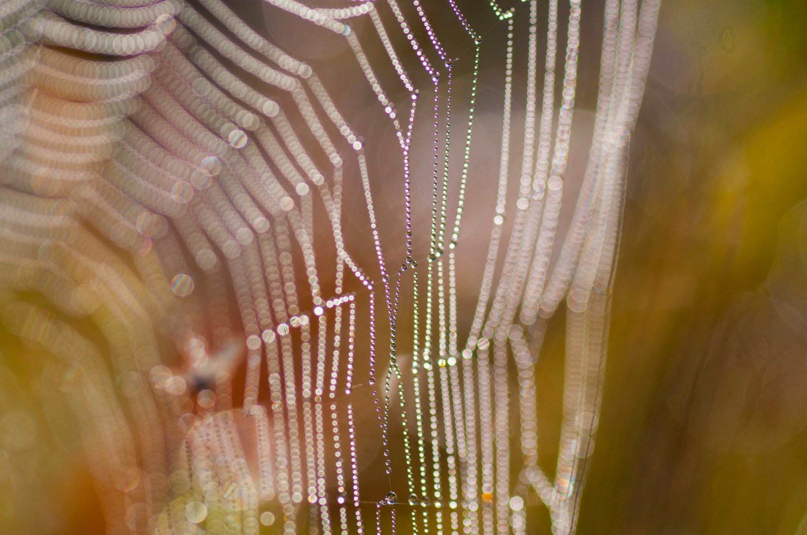 Control Spider Webs and Nests