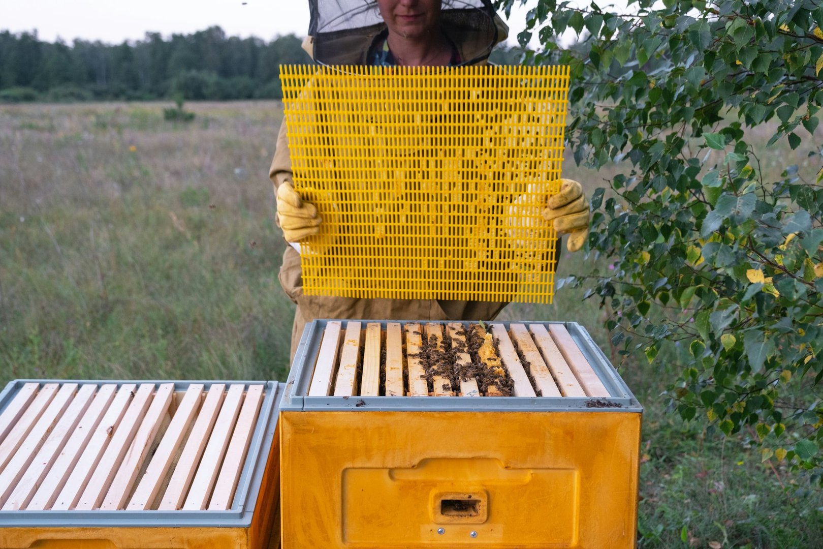 Stinging Insect Removal