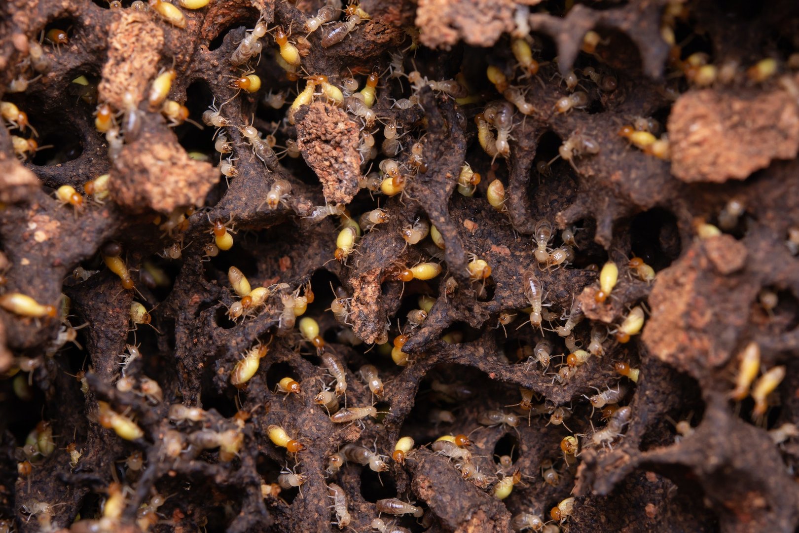 Termite Elimination Services