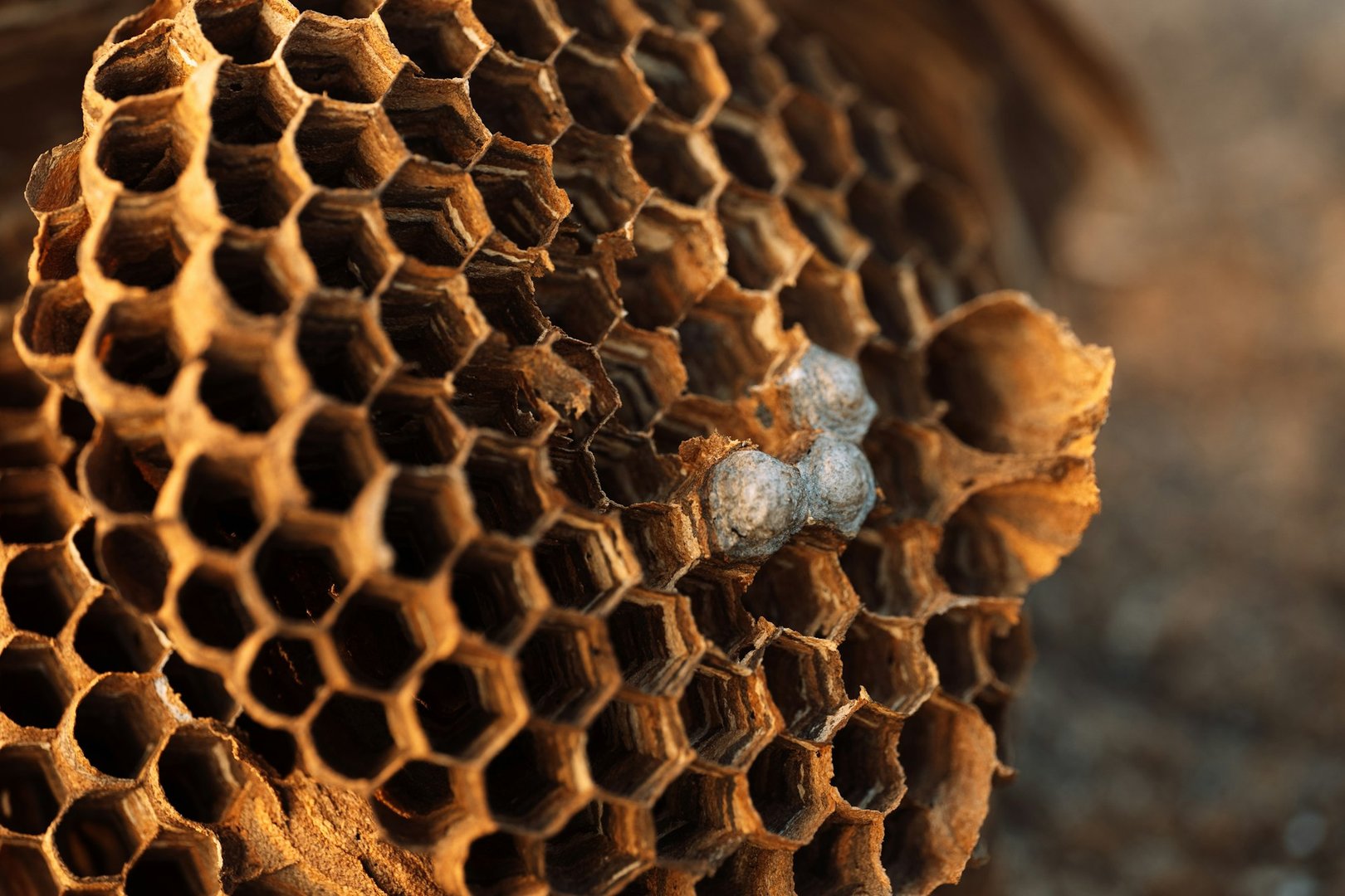 Wasp and Hornet Nests