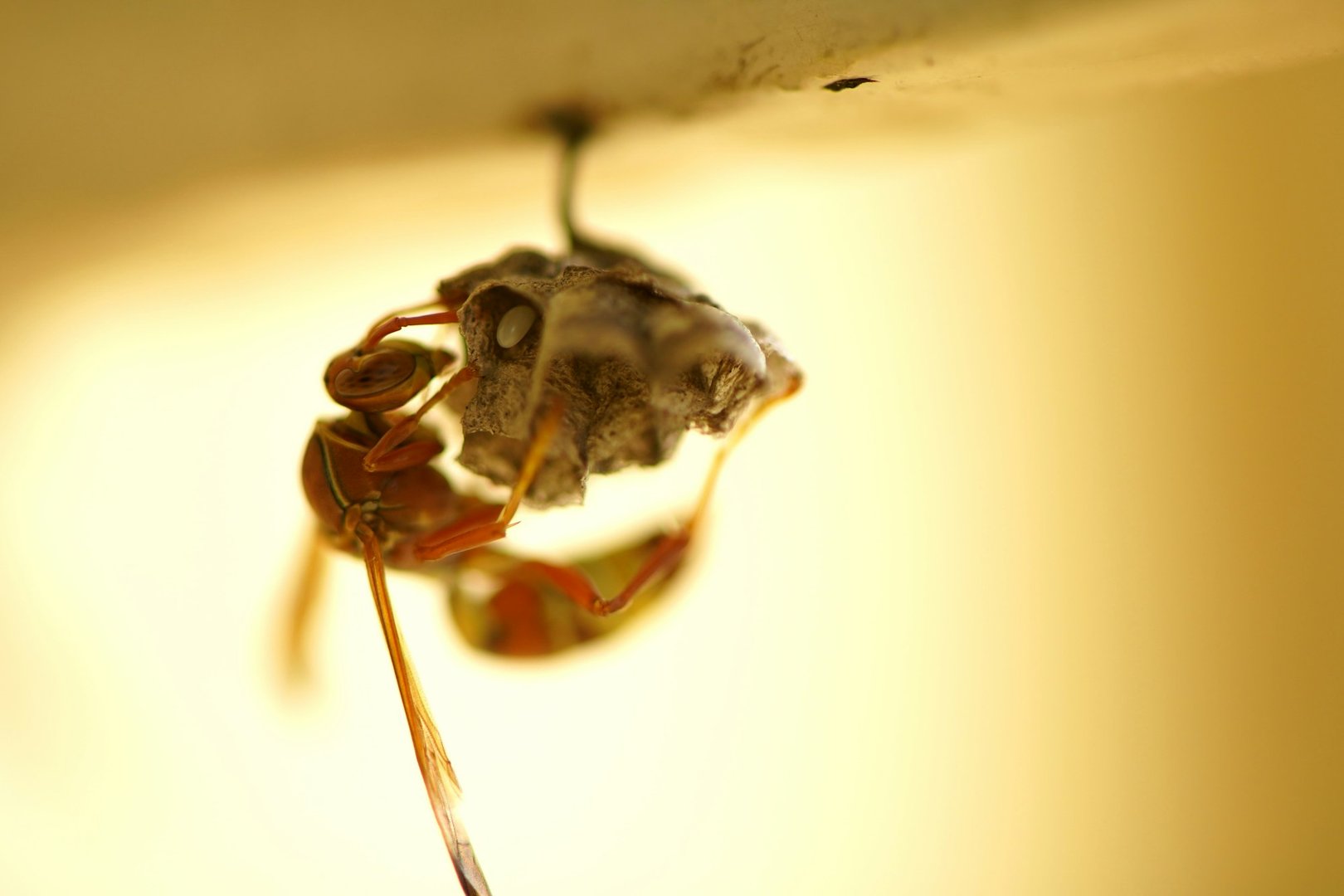 Wasp and Hornet Nests